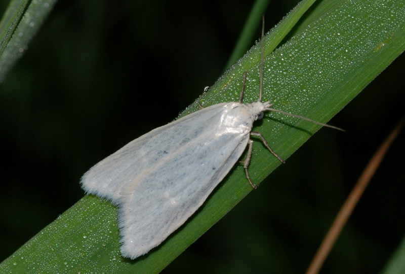 Tortricidae da conf.